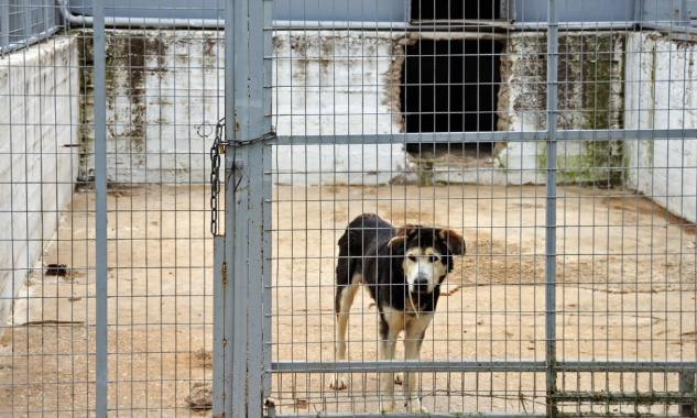 Justice pour le chien abandonné dans une cours d'immeuble par ses propriétaires en vacances !