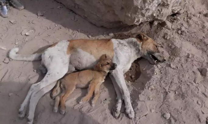Urgence contre la barbarie et les crimes sur les animaux errants en Tunisie !