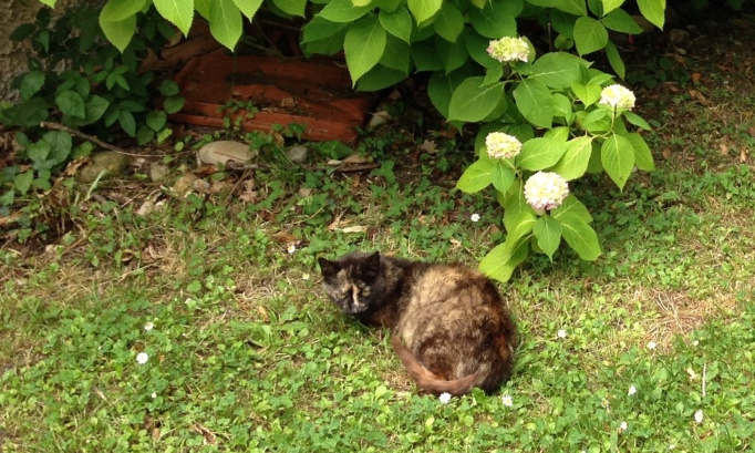 La non obligation de st&eacute;riliser son chat ou chatte engendre la PROLIFERATION DES CHATS ERRANTS ET TOUTES LEURS MISERES