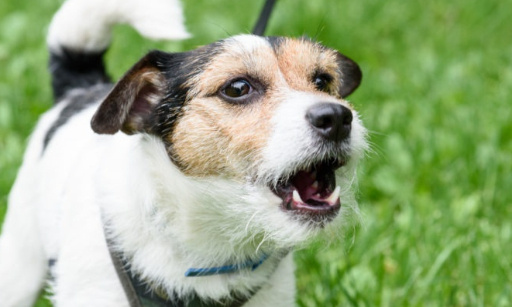 Que les chien arr&ecirc;te de hurler