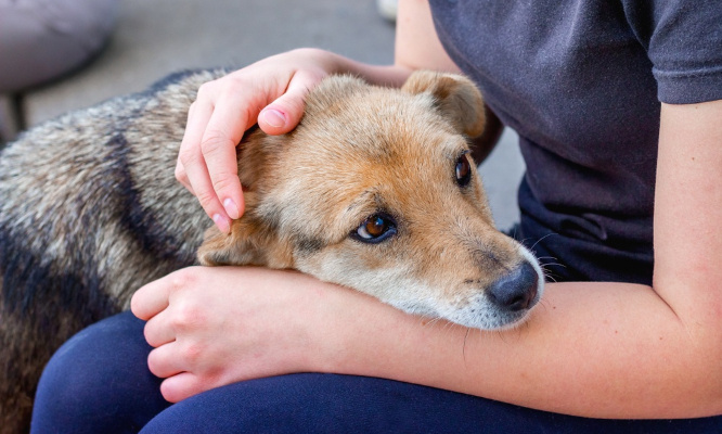 Journée mondiale du chien : protégeons nos amis à quatre pattes !
