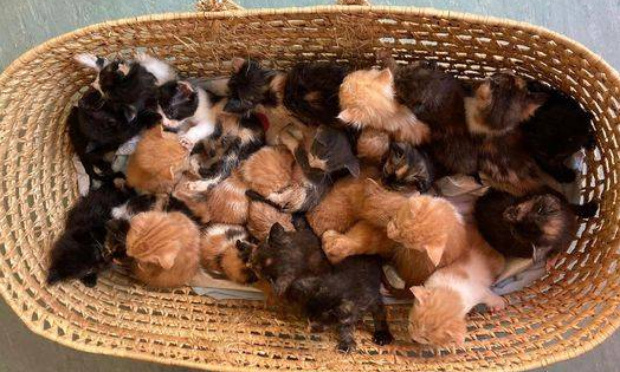 Une lourde peine pour le responsable de l'abandon des 26 chatons devant un refuge
