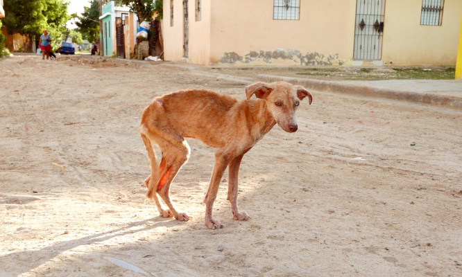 Éradiquons le massacre des chiens errants en Tunisie !