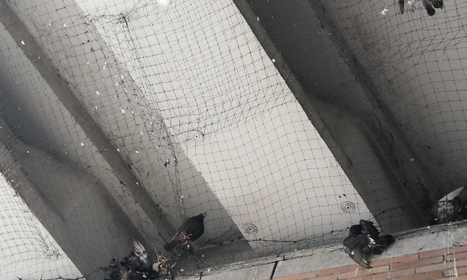 Urgent : sauvons les pigeons pris au piège dans un filet à Liège !