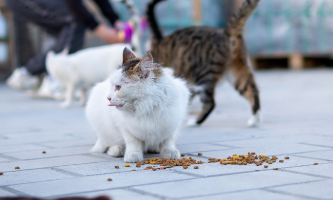 Non aux risques sanitaires liés à la présence des chats autour de l'école d'Angervilliers