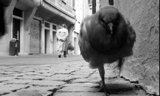 Bien-être animal en ville : Il faut alimenter les pigeons et les placer sous contraception en parallèle pour éviter leur reproduction.
