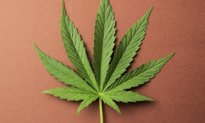 Legalization of cannabis