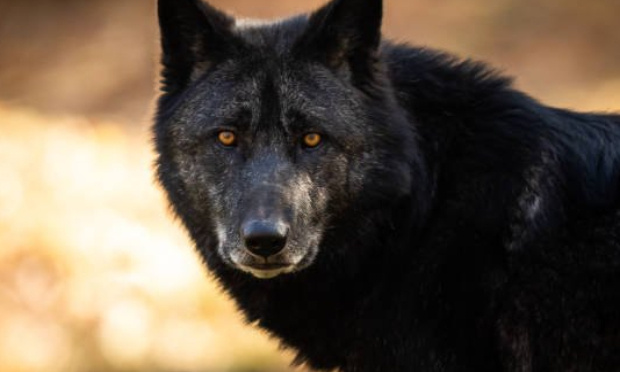 Pour la préservation du Loup !