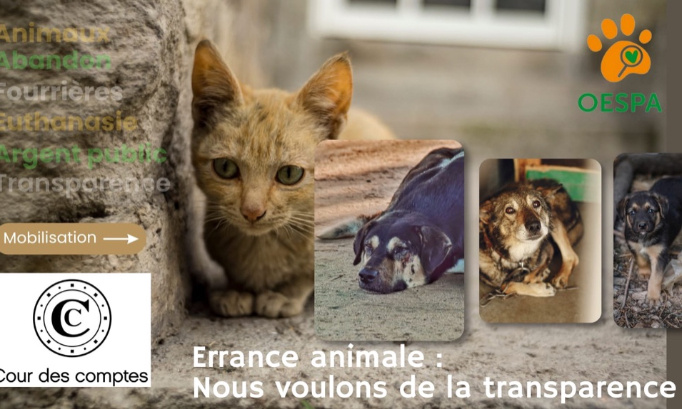 Euthanasie des animaux dans les DOM-TOM : nous voulons de la transparence !