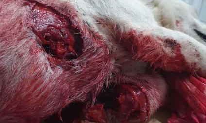 Mobilisons-nous maintenant contre la barbarie infligée aux animaux errants de Tunisie !