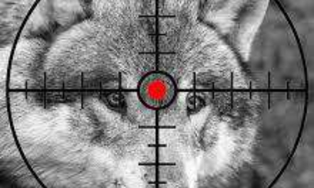 Stop à la régulation des loups