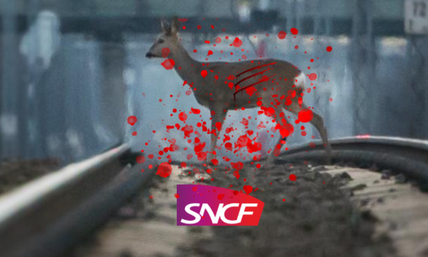 La SNCF doit protéger les animaux pas les tuer