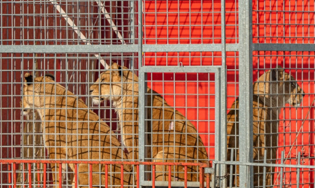 Anticipons 2028 : plus aucun cirque animalier à Bourg-en-Bresse !