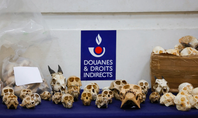 Mettons fin au trafic de crânes de primates destinés à la chasse !