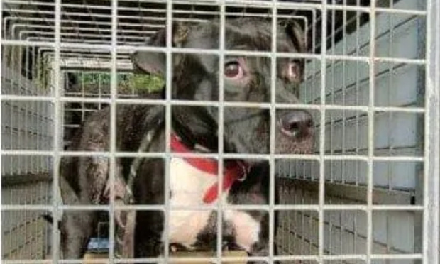 Stop à la cruauté animale : Justice pour la chienne Sia !