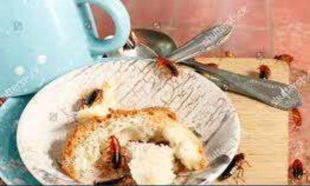 Contre Les Blattes (ou cafards ) qui envahissent nos immeubles et appartements depuis 3 ans : danger pour notre santé !