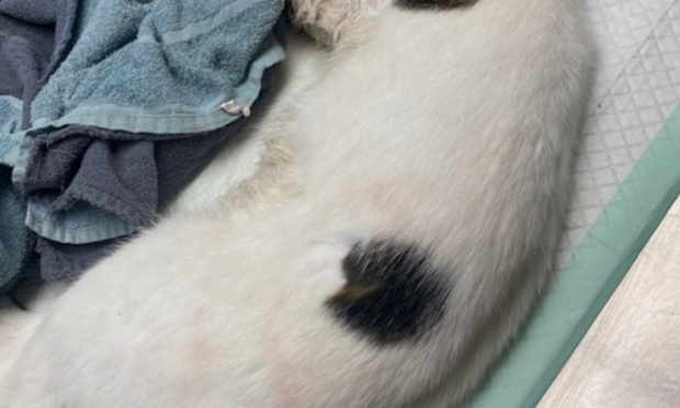 Pour la pose de ralentisseurs dans la rue Charles Delrot à Hornaing !