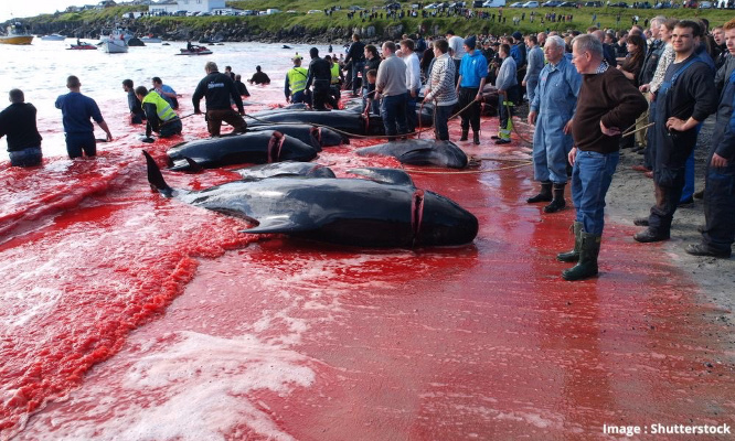 Stop au massacre annuel des dauphins dans les îles Féroé (Danemark)