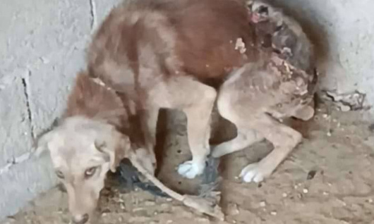 Nouveau scandale animalier à Khoudibga (Maroc) : des chiens et des chiots enfermés sans eau ni nourriture !