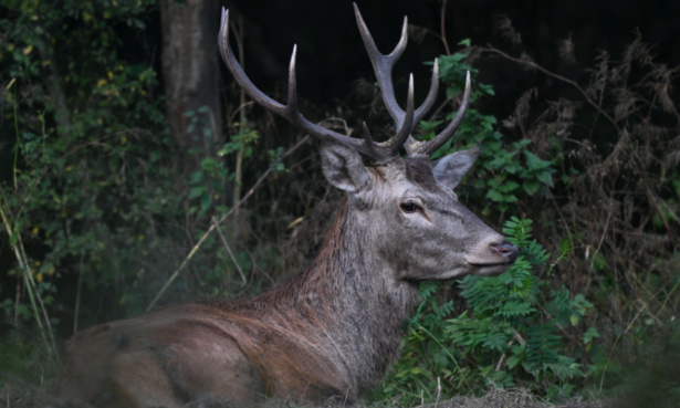 Interdiction définitive de la chasse les week-ends et jours fériés.