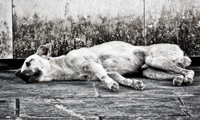 Hommage à Iron : Stop à l'euthanasie des animaux !