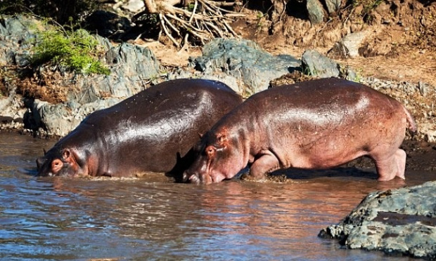 NON à l'euthanasie des hippopotames en Colombie (espèce classée vulnérable).