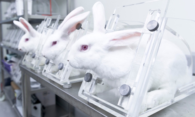 Expérimentation animale : pour des avancées significatives en faveur des animaux de laboratoire !