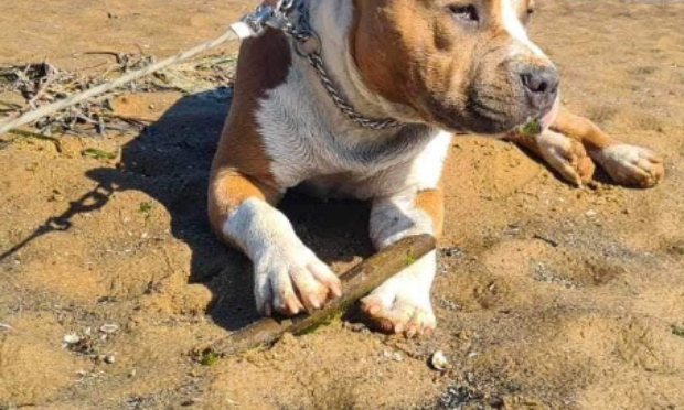 Urgent : Sauvons Skaar de l’euthanasie !!