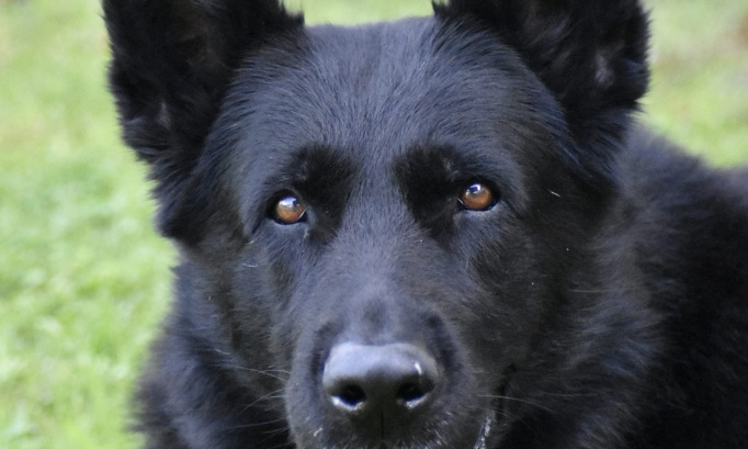 Rendons les tests de dépistages des maladies génétiques canines obligatoires