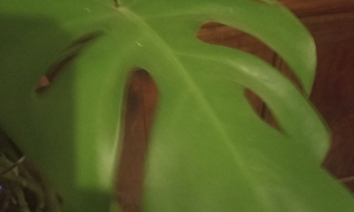 Je souhaite que Xyelios reste mod&eacute;rateur pour toujours sur la cha&icirc;ne de Trishael !