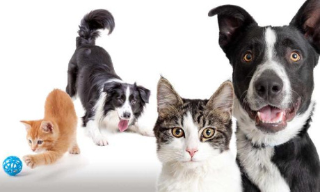 Enfin la reconnaissance du bien être animal