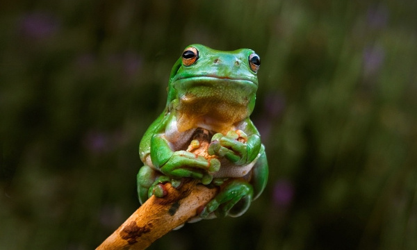 Stop aux cuisses de grenouilles - une industrie d’une extrême cruauté et des espèces menacées !!