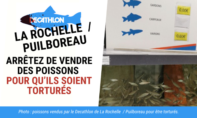 Le Decathlon de La Rochelle / Puilboreau doit arrêter de vendre des poissons vivants pour qu’ils soient torturés