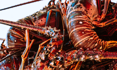 Stop à la vente des homards vivants !