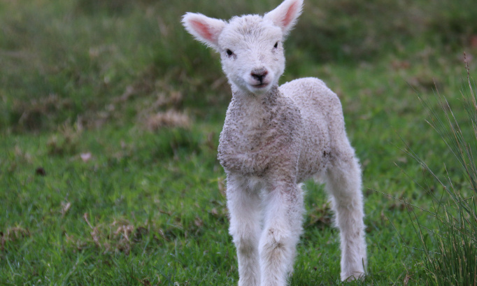 Honte aux partis qui ont voté contre l'étourdissement des animaux lors de l'abattage rituel en région bruxelloise