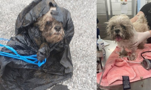 Justice pour Xyla, la chienne de 16 ans emballée et jetée vivante aux ordures !