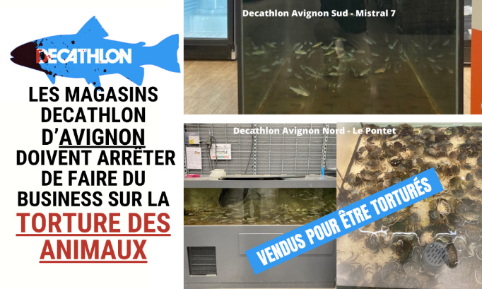 Les magasins Decathlon d’Avignon doivent arrêter de faire du business sur la torture des animaux !