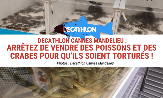 Decathlon Cannes Mandelieu, arrêtez de vendre des poissons et des crabes pour qu’ils soient torturés !