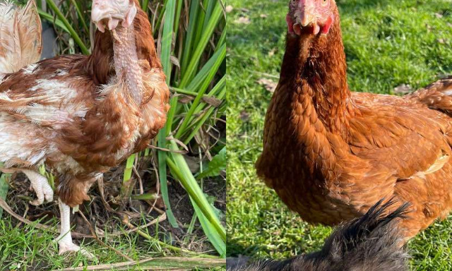 Stop aux élevages de poules pondeuses en cage en Flandre !