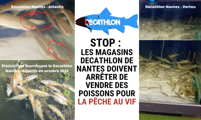 Stop : Les magasins Decathlon de Nantes doivent arrêter de vendre des poissons pour la pêche au vif.