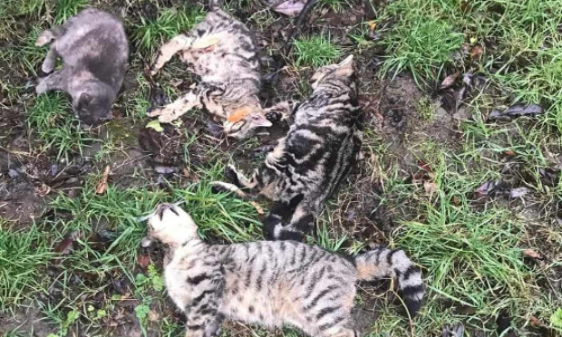 Justice pour nos chats des rues empoisonnés à Brignais (69) !