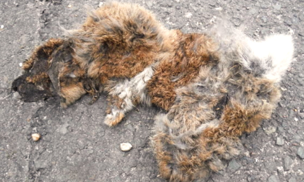 Animaux décédés sur la voie publique, sur le Val-d’Oise, ils se décomposent sur place !