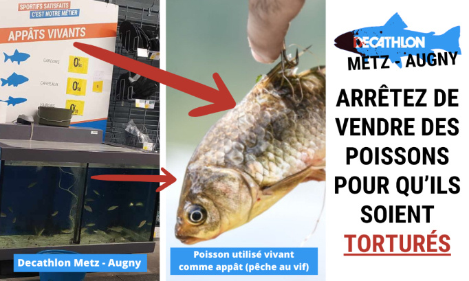Decathlon Metz - Augny : arrêtez de vendre des poissons pour qu’ils soient torturés.