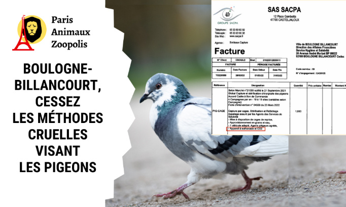 Stop à la stérilisation chirurgicale des pigeons à Boulogne-Billancourt