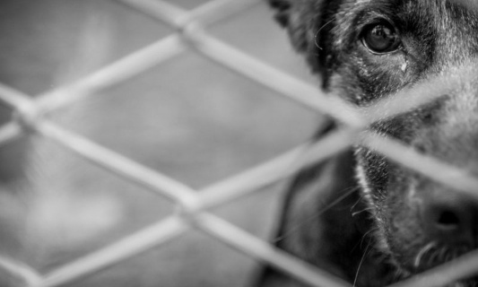 Stop à l'abattage des chiens en Tunisie !