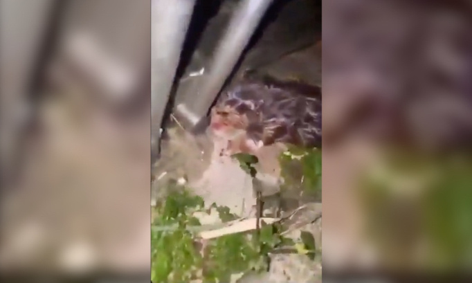 Justice pour le pauvre hamster jeté du haut d'un immeuble de 7 étages