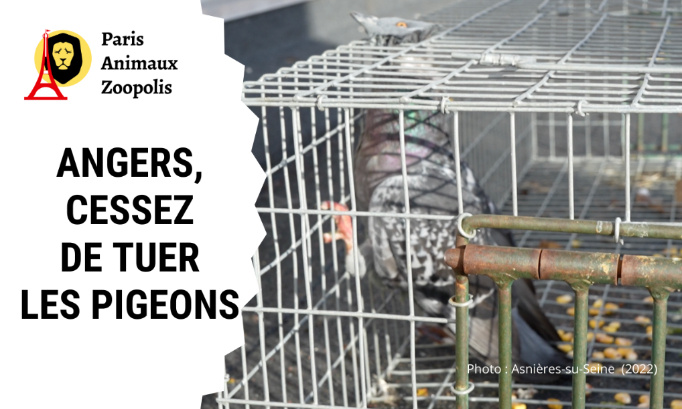 La Mairie d'Angers doit cesser de tuer les pigeons