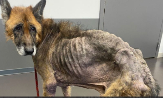 Pour l'intensification de la loi contre la maltraitance animale !