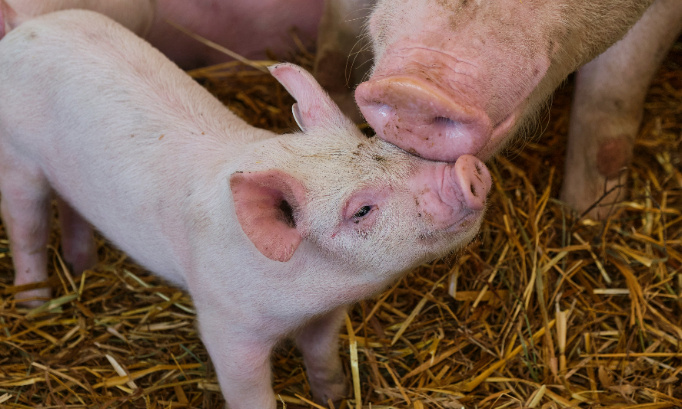 Non aux futures exportations de porcs belges vers la Chine et au transit de porcs modifiés