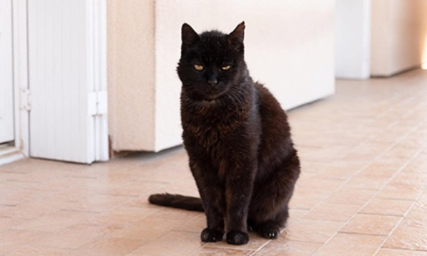 Pour que les services municipaux vérifient les identifications des animaux avant de se débarrasser des corps